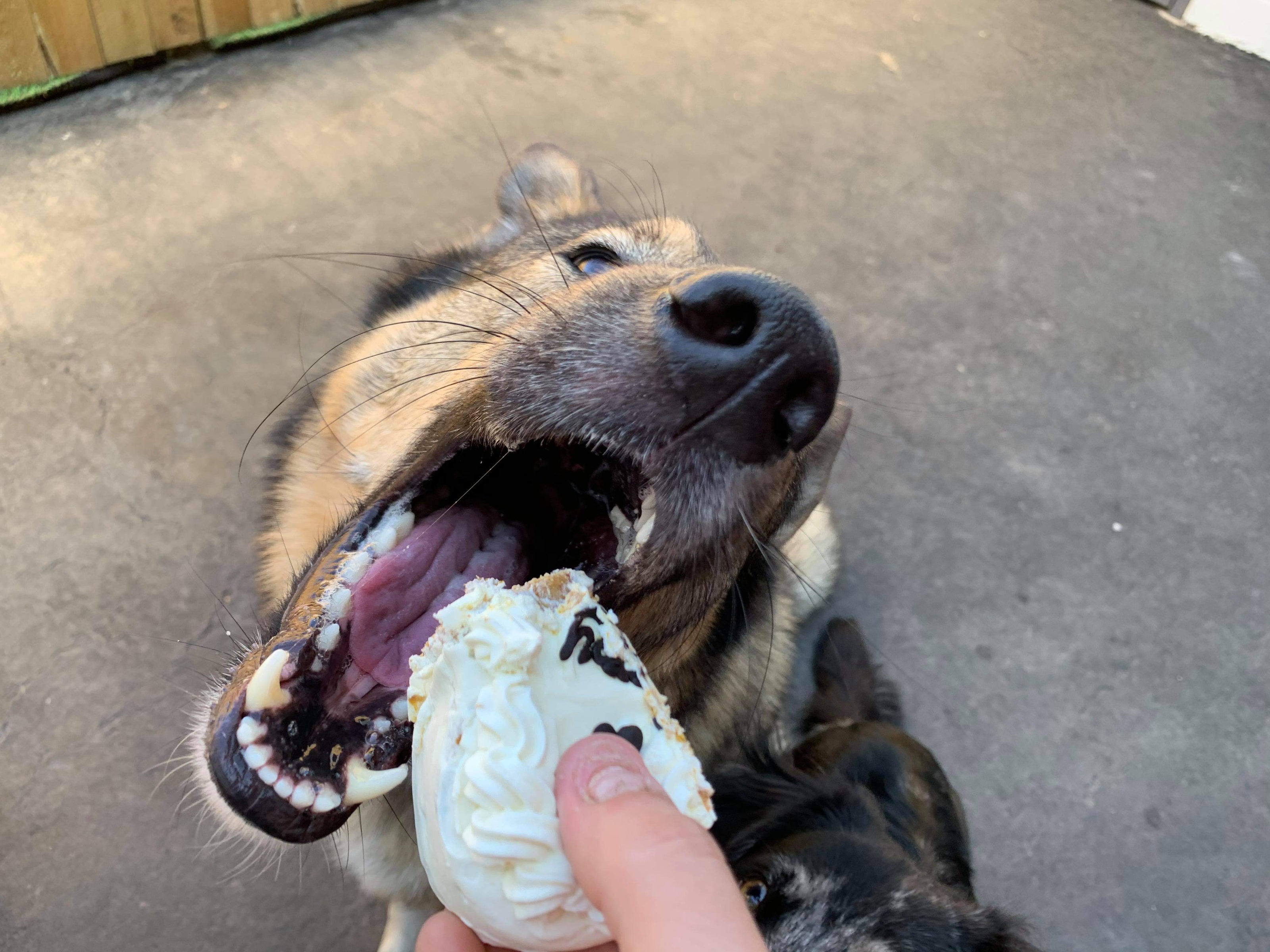 Dog eating cake